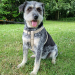 Load image into Gallery viewer, natural hemp dog harness