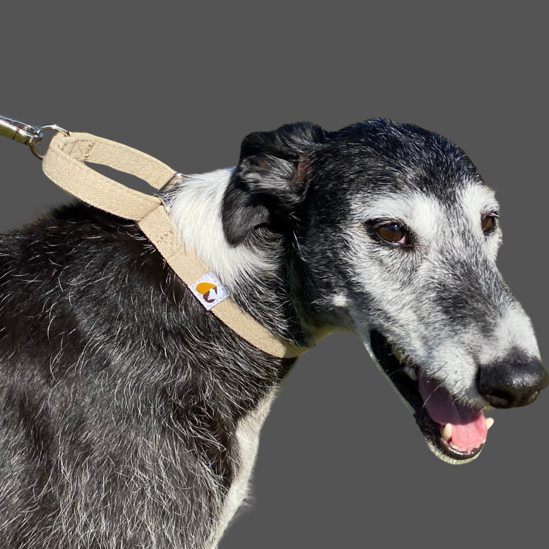 No-slip and no itch dog collar in natural hemp