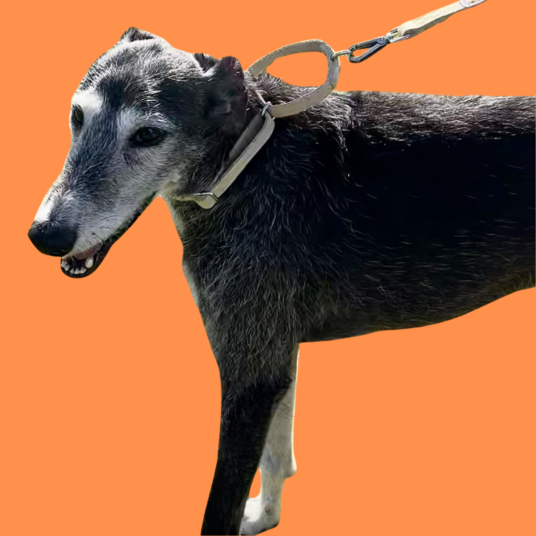 No-slip and no itch dog collar in natural hemp