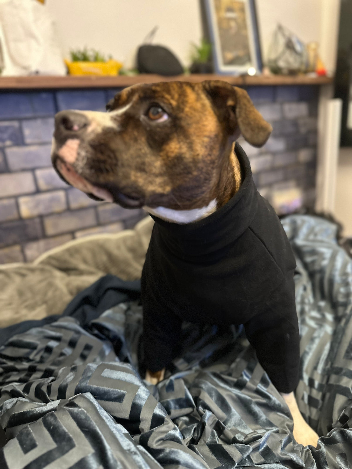 Black dog fleece for Staffy cross
