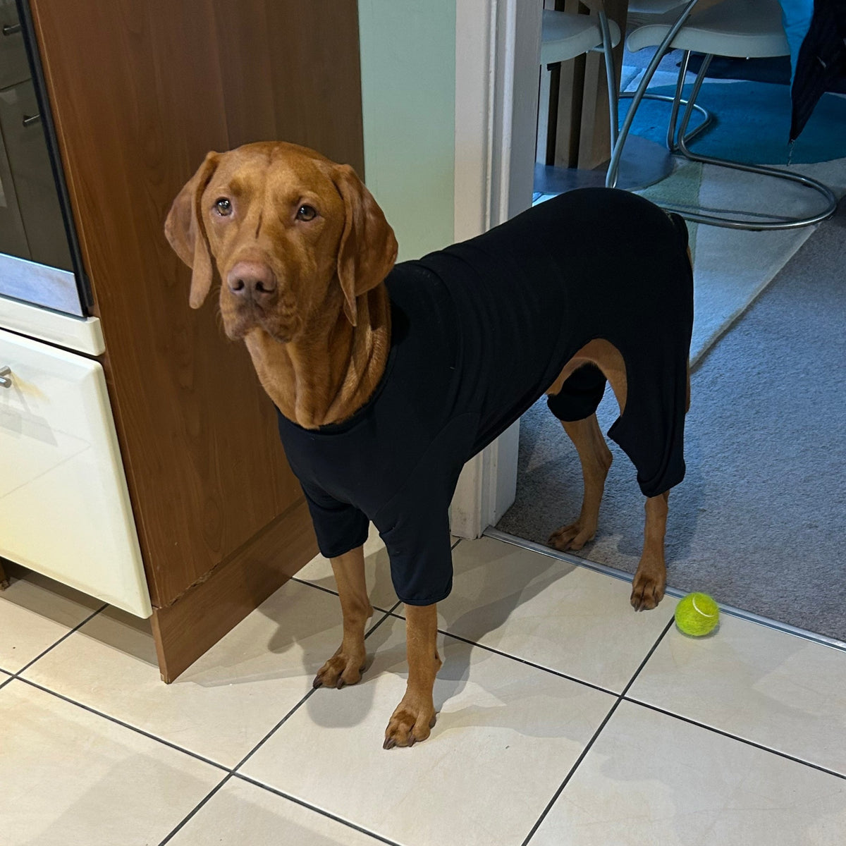 Cotton dog tshirt suit in Black, dog recovery suit by Equafleece
