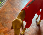 Load image into Gallery viewer, Vizsla with our dog fleece with zip