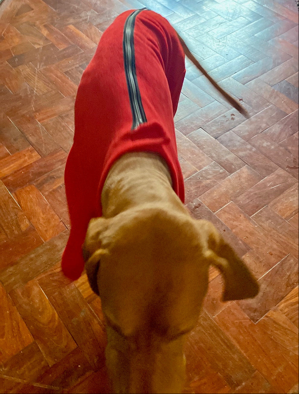 Vizsla with our dog fleece with zip