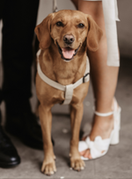 Load image into Gallery viewer, elegant dog harness and lead in Natural Hemp
