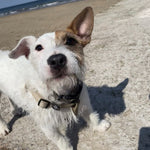 Load image into Gallery viewer, Dog harness in natural hemp, size S