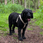 Load image into Gallery viewer, Cockapoo stepin hemp dog harness

