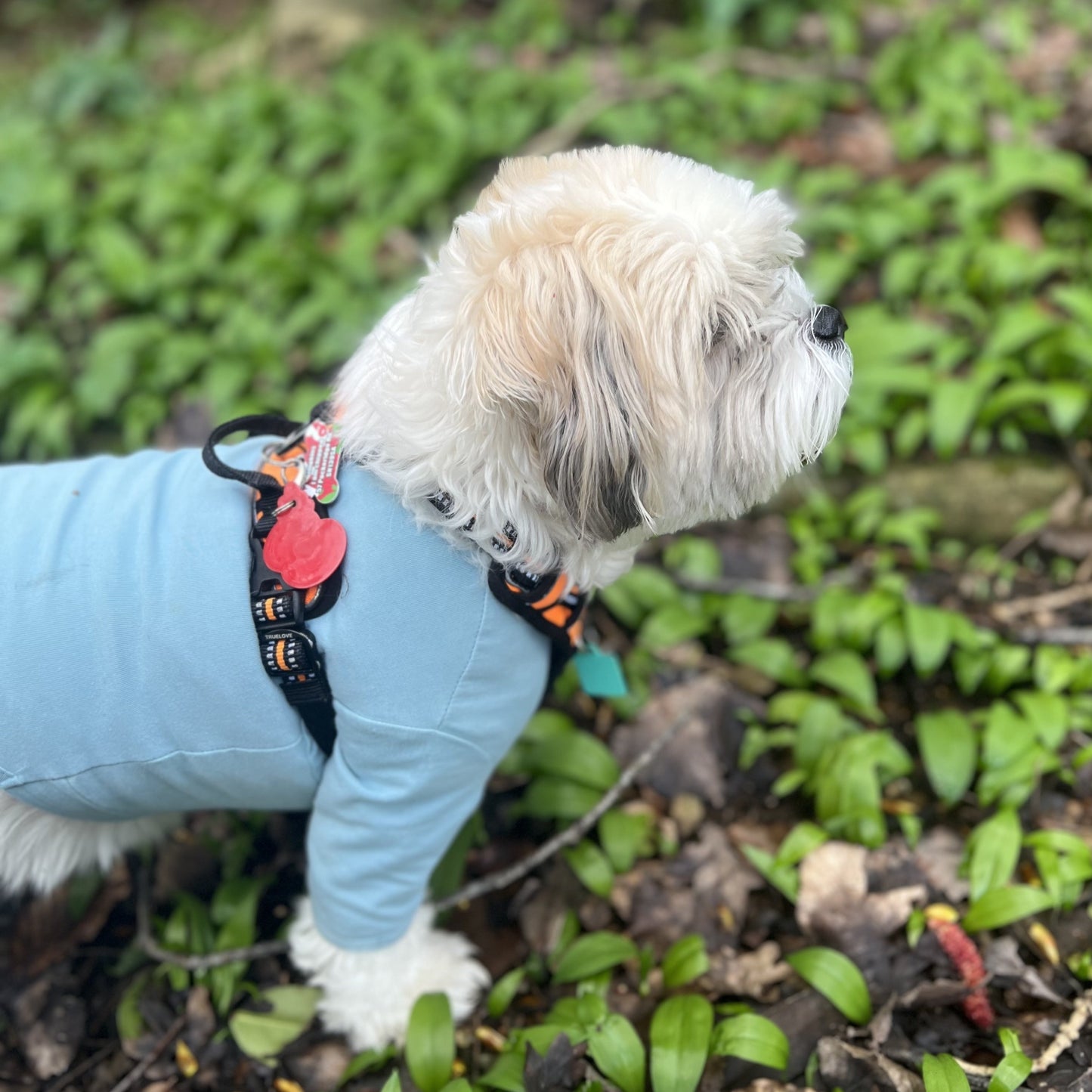 Sky Blue t-shirt suit for dogs cotton by Equafleece