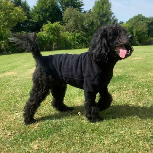 Black Dog Jumper Fleece the HOTTERdog range from Equafleece