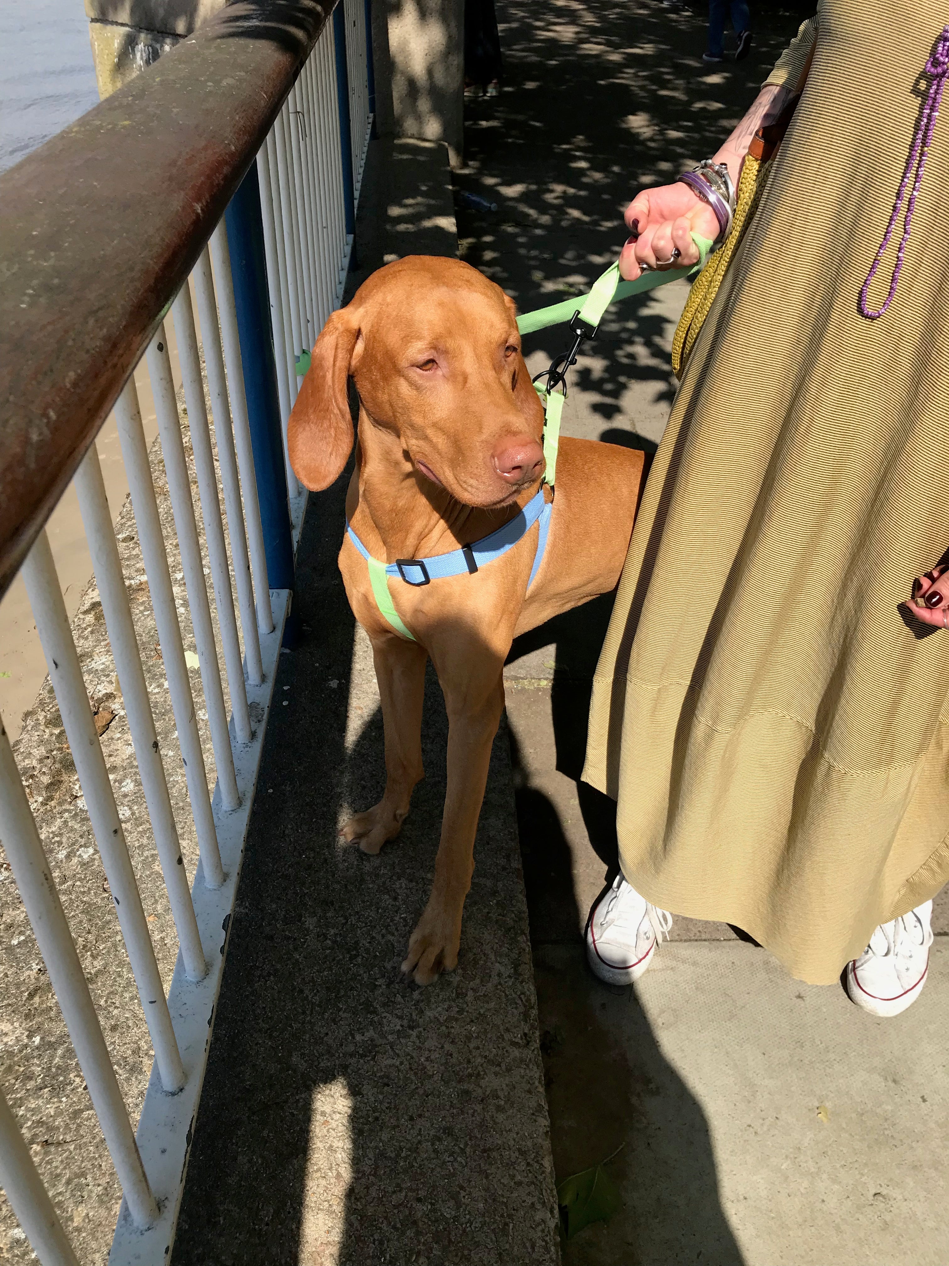 Vizsla dog lead, green cotton, with matching harness
