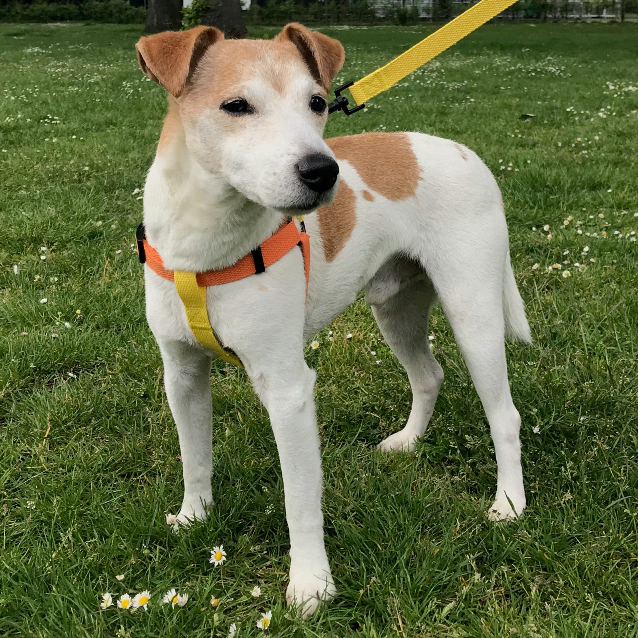 cotton step-in dog harness, orange and yellow