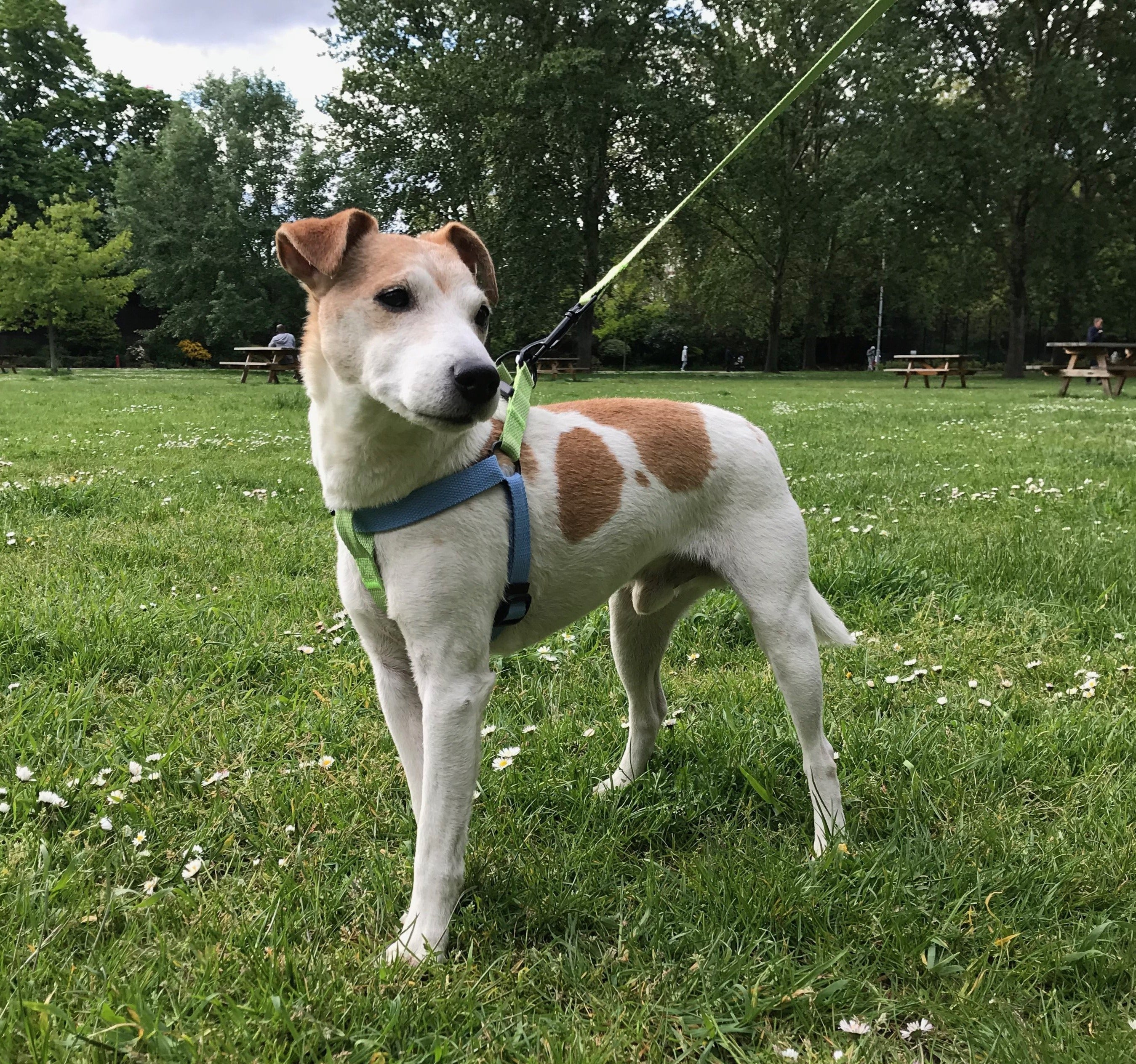 Green dog lead, 100% cotton, with matching harness
