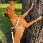 Load image into Gallery viewer, Vizsla dog harness in natural hemp with lead, size L