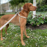 Load image into Gallery viewer, Natural Hemp Dog Harness, step-in adjustable harness
