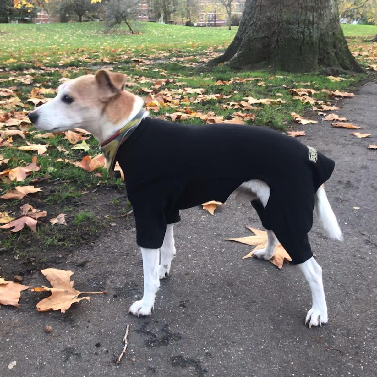 Equafleece black t-shirt suit, cotton, Jack Russell