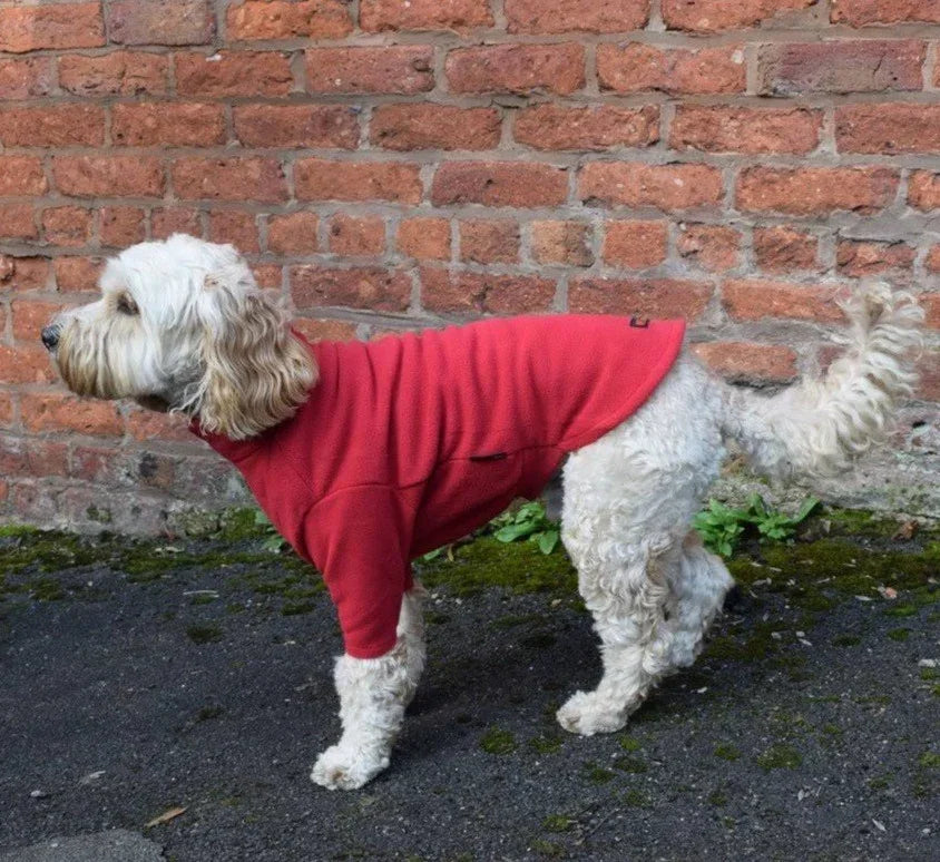 Small white dog wearing a red fleece dog jumper standing in front of a brick wall.