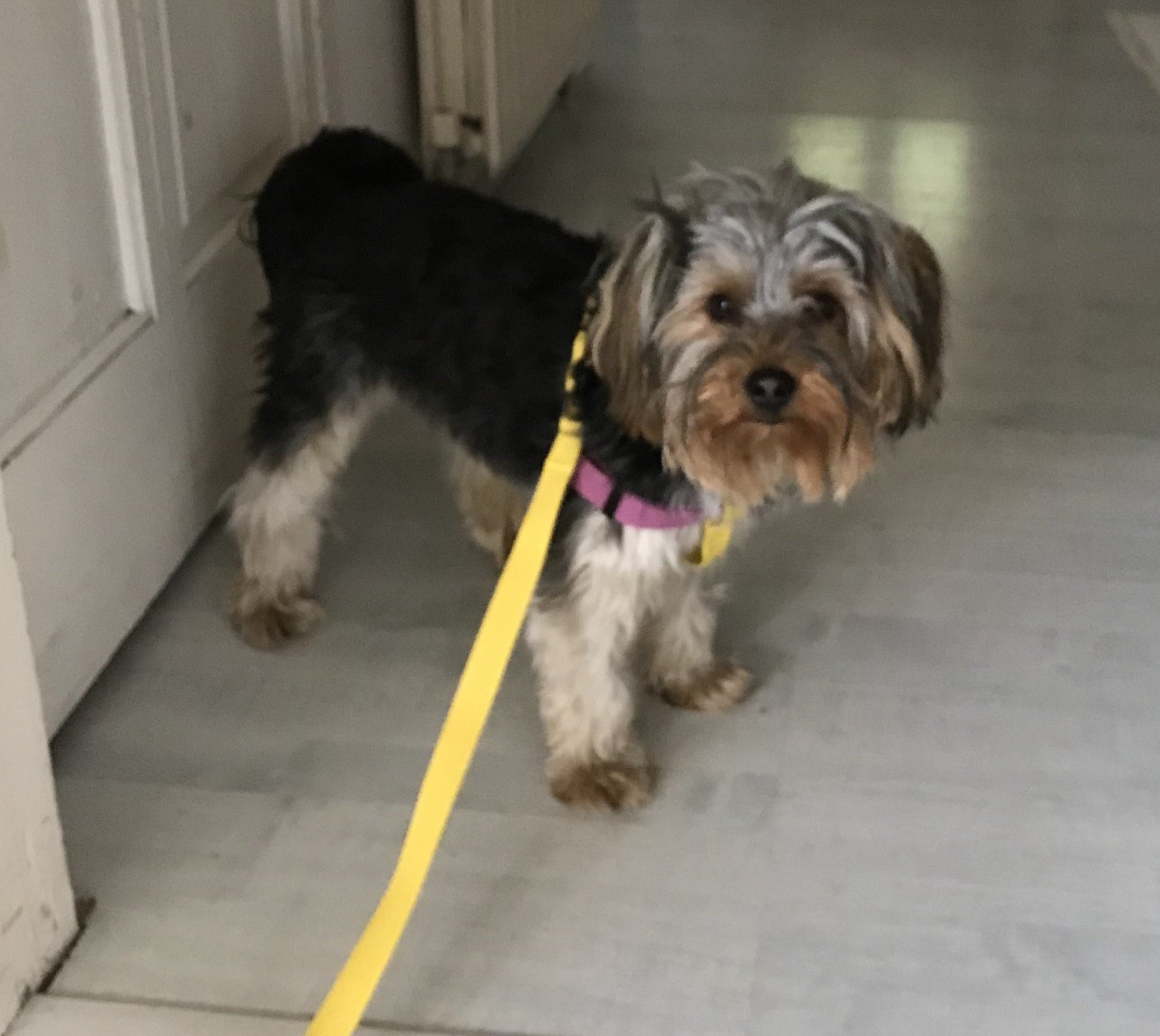 Yorkshire Terrier yellow dog lead, with matching purple and yellow harness