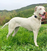 Charger l&#39;image dans la galerie, Natural hemp dog collar and lead set
