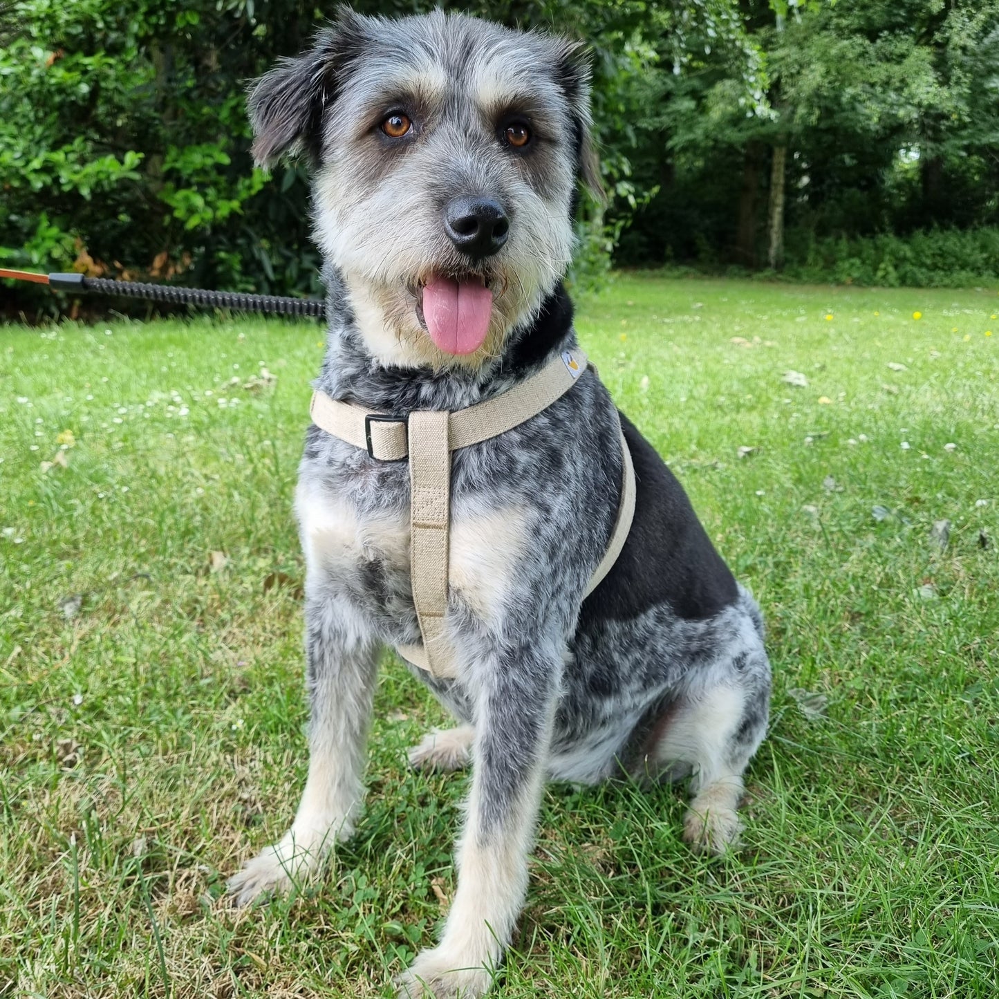 natural hemp dog harness