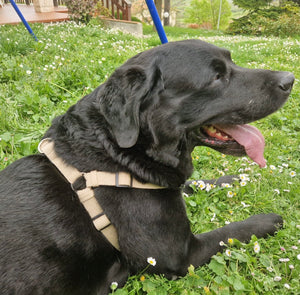 Natural Hemp dog harness - Labrador Retriever, size L