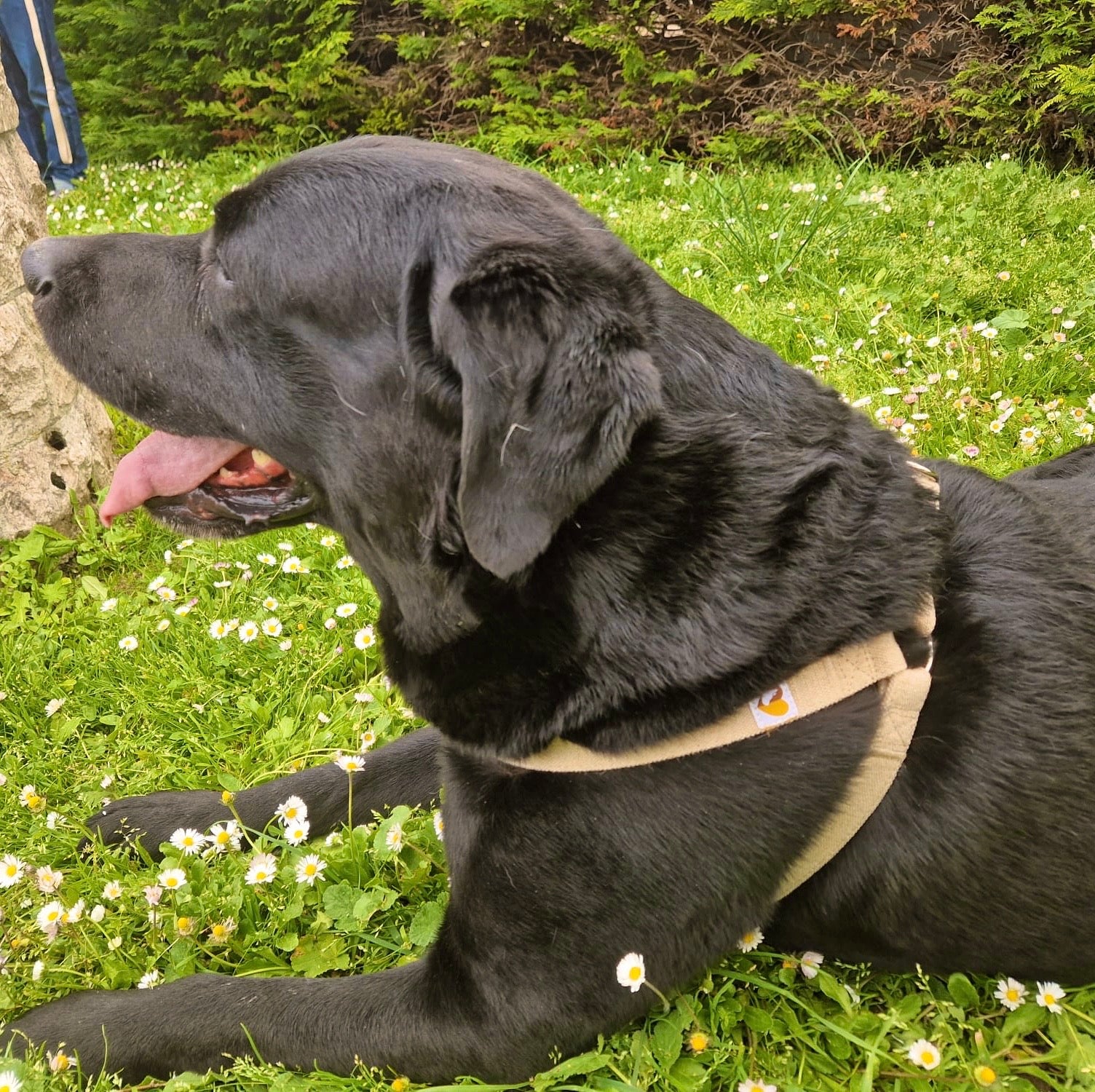 Natural Hemp dog harness - Labrador Retriever, size L