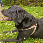 Load image into Gallery viewer, Natural Hemp dog harness - Labrador Retriever, size L
