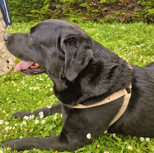 Natural Hemp dog harness - Labrador Retriever, size L