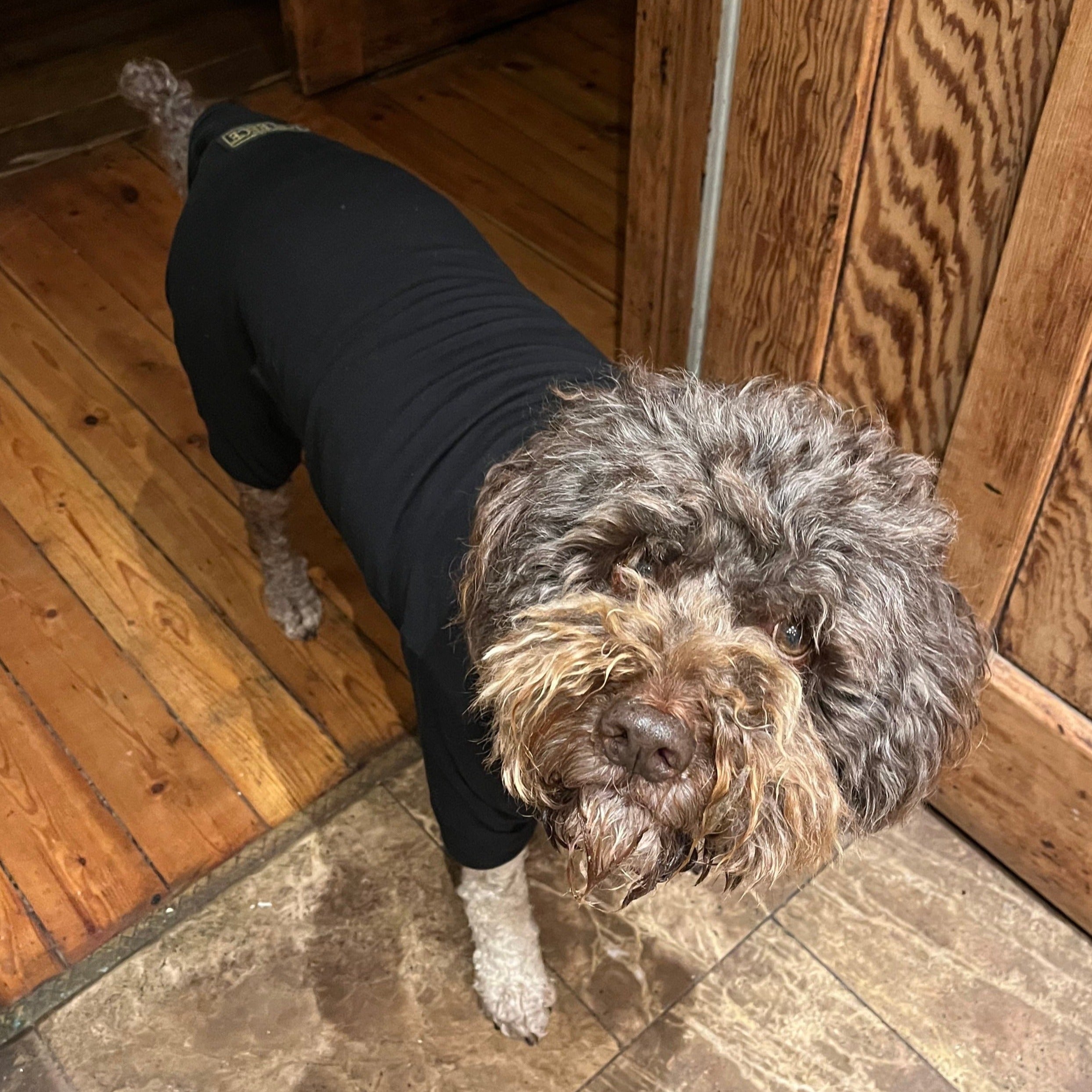 Cotton dog t-shirt suit in Black, dog recovery suit
