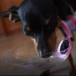 Carica l&#39;immagine nel visualizzatore di Gallery, Dog drinking bottle BeviQui® travel drinking bowl for dogs

