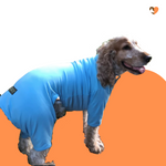 Carica l&#39;immagine nel visualizzatore di Gallery, Sky Blue cotton dog t-shirt suit, dog recovery and allergy suit by Equafleece®
