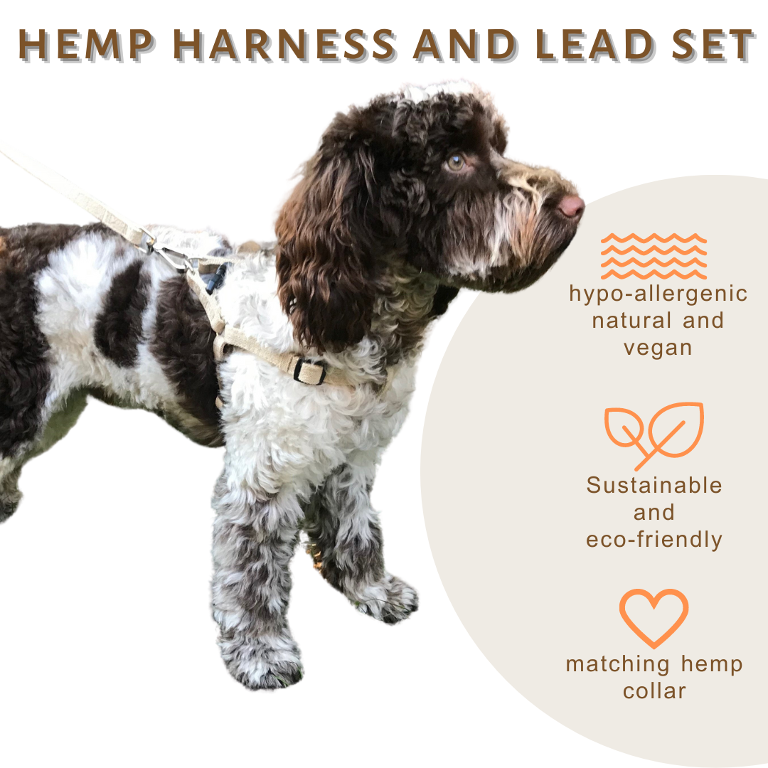 natural hemp dog harness and lead set, size S, cockapoo puppy