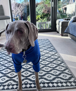 Pull pour chien en polaire bleu royal HOTTERdog, 100 % imperméable, respirant, chaud et lavable