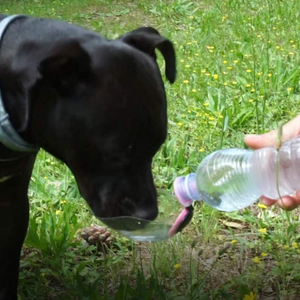 Dog drinking bottle BeviQui® travel drinking bowl for dogs