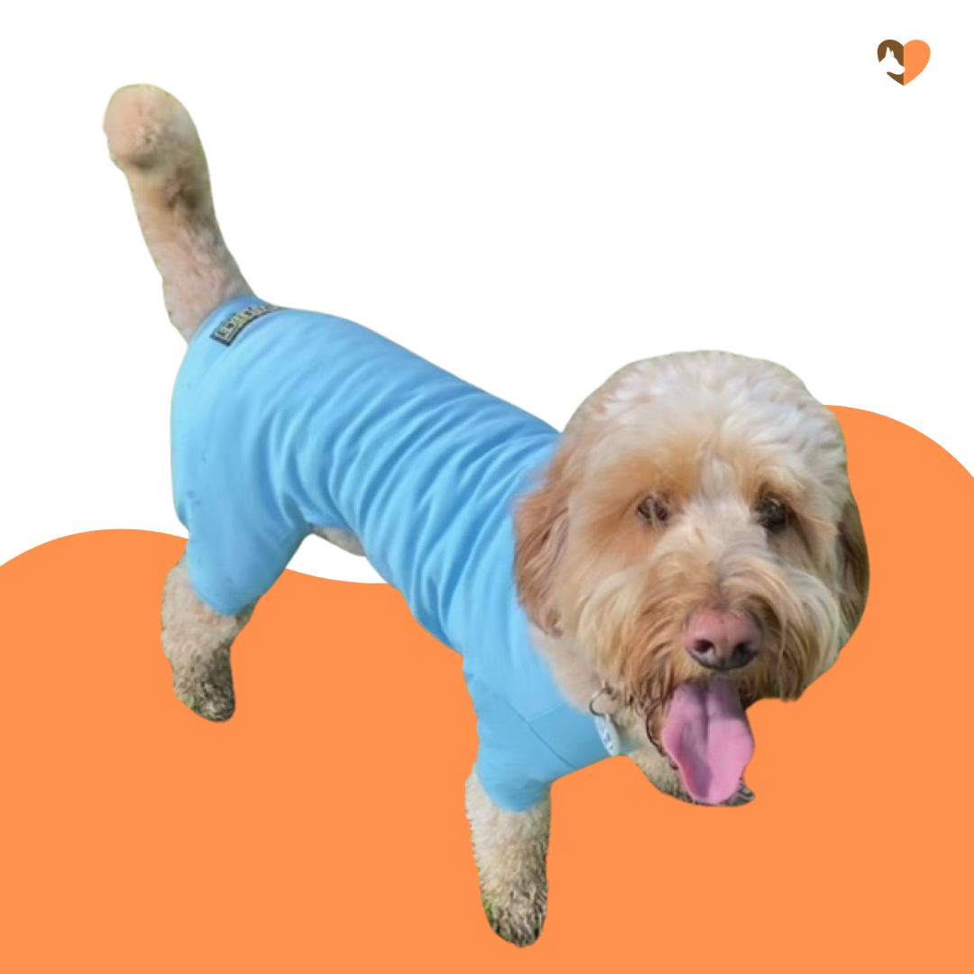 Sky Blue cotton dog t shirt suit dog allergy suit by Equafleece