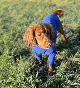 Royal Blue Fleece Dog Jumper HOTTERdog®, 100% Rainproof, Breathable, Warm and Washable