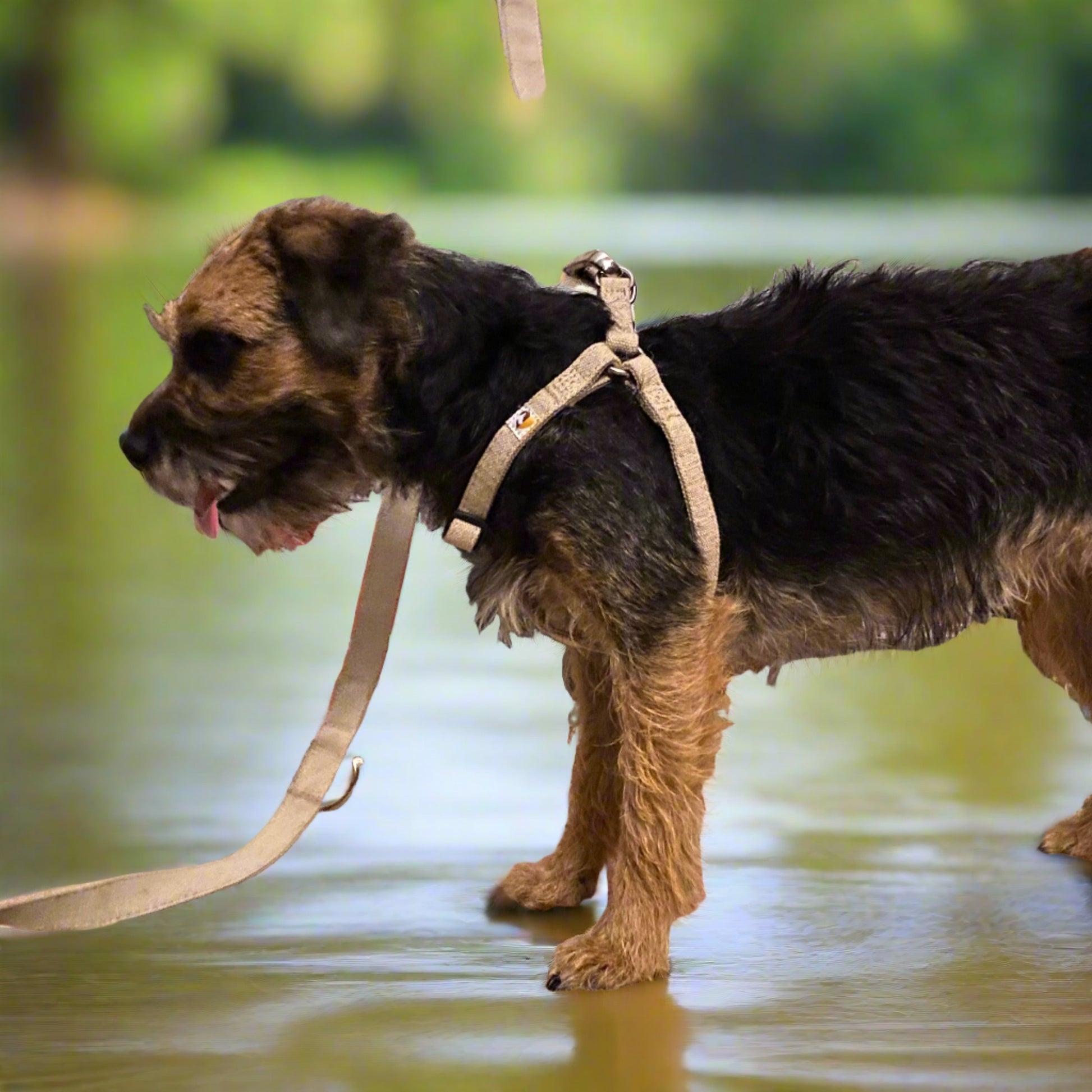Border Terrier small dog harness in natural hemp with lead