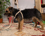 Load image into Gallery viewer, Border Terrier small dog harness in natural hemp with lead
