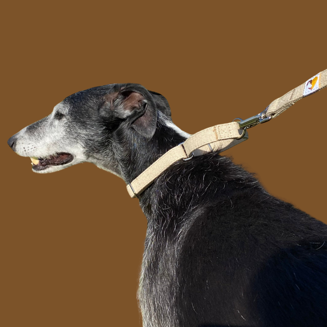 No-slip and no itch dog collar in natural hemp, with lead