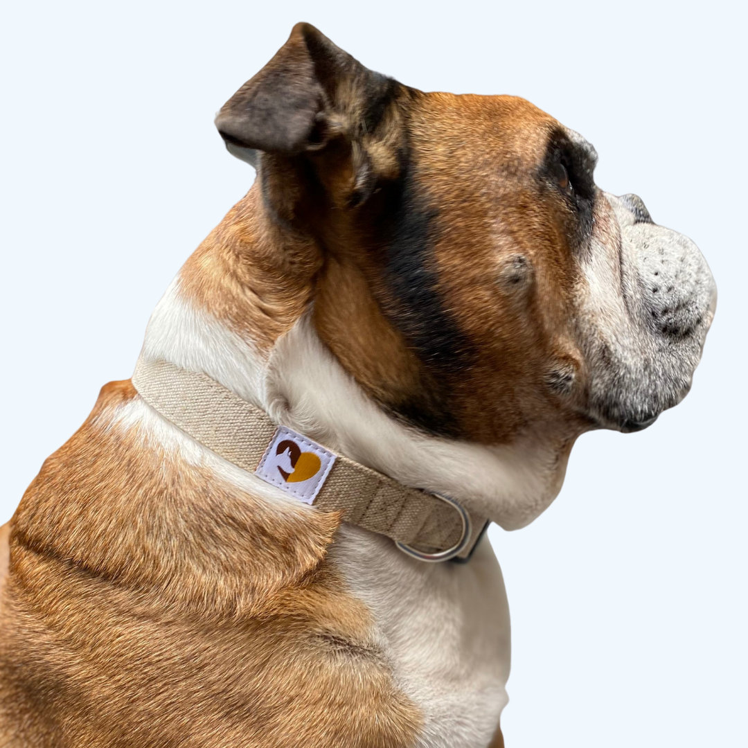 Natural Hemp dog collar English Bulldog