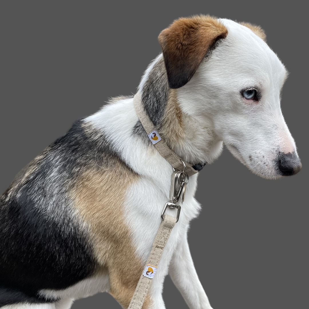 Natural Hemp Dog Collar & Lead Set