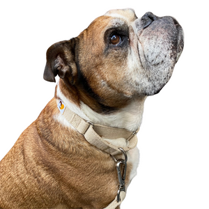 No-Pull training martingale dog collar in Natural  Hemp