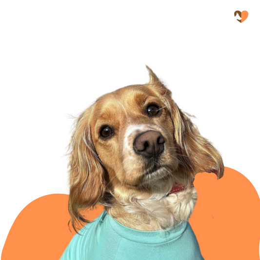 Mint Green cotton dog t-shirt suit, dog recovery and allergy suit by Equafleece®