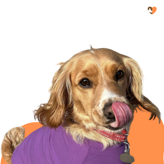 Amethyst cotton dog t-shirt suit, dog recovery and allergy suit