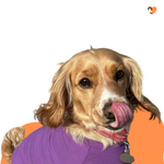 Load image into Gallery viewer, Amethyst cotton dog t-shirt suit, dog recovery and allergy suit
