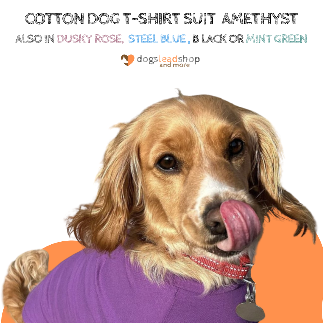 Amethyst cotton dog t-shirt suit, dog recovery and allergy suit