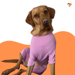 Carica l&#39;immagine nel visualizzatore di Gallery, Dusky Rose cotton dog t-shirt suit, dog allergy suit by Equafleece®
