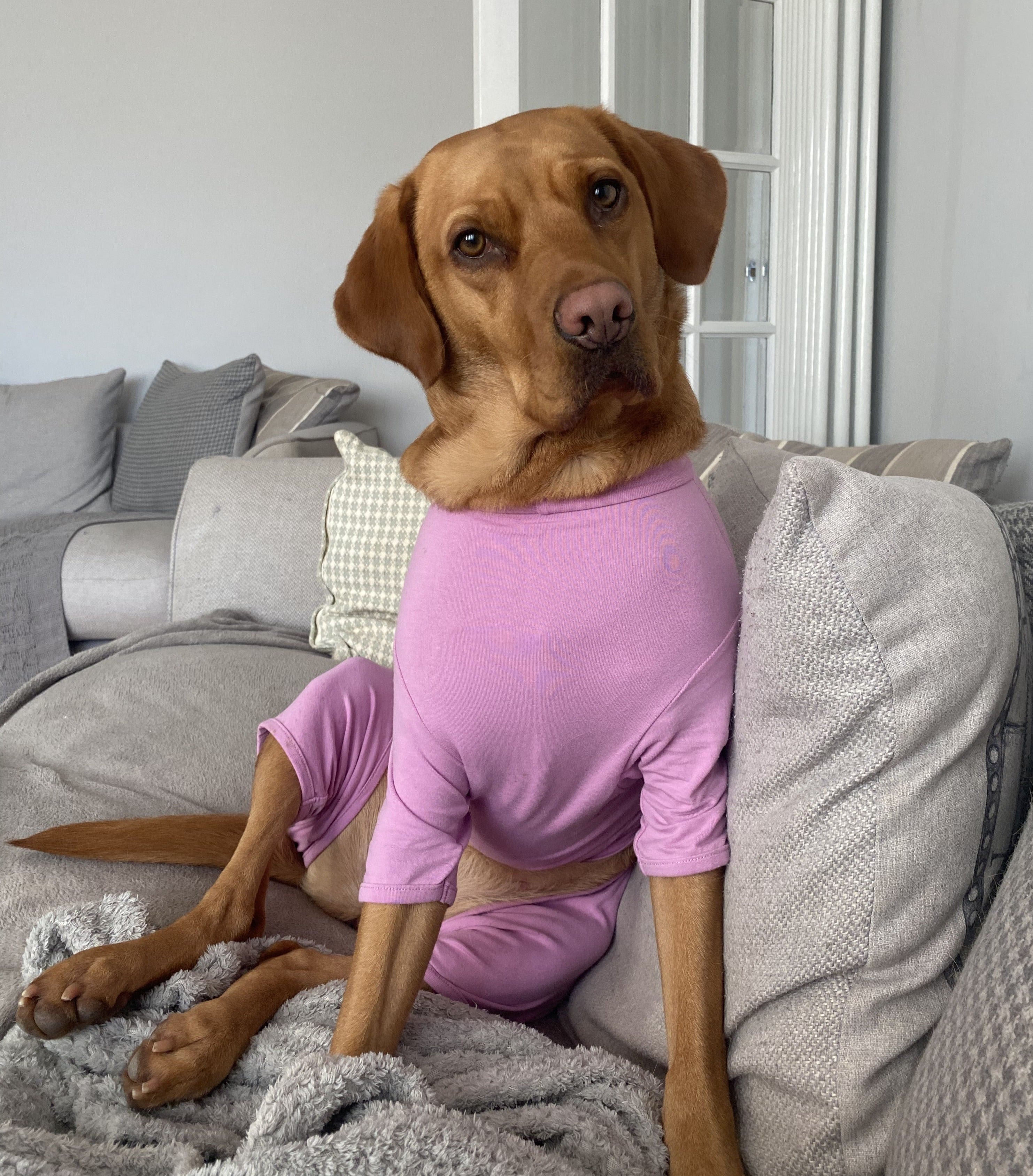 Cotton dog t-shirt suit in Dusky Rose, dog recovery suit