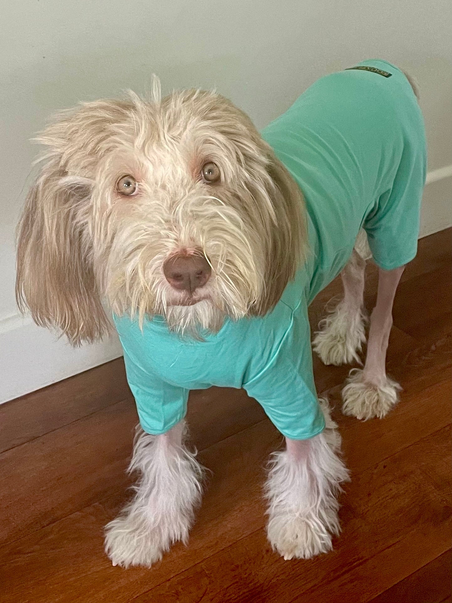 T-shirt per cani in cotone in azzurro cielo, tuta allergica per cani di Equafleece® 