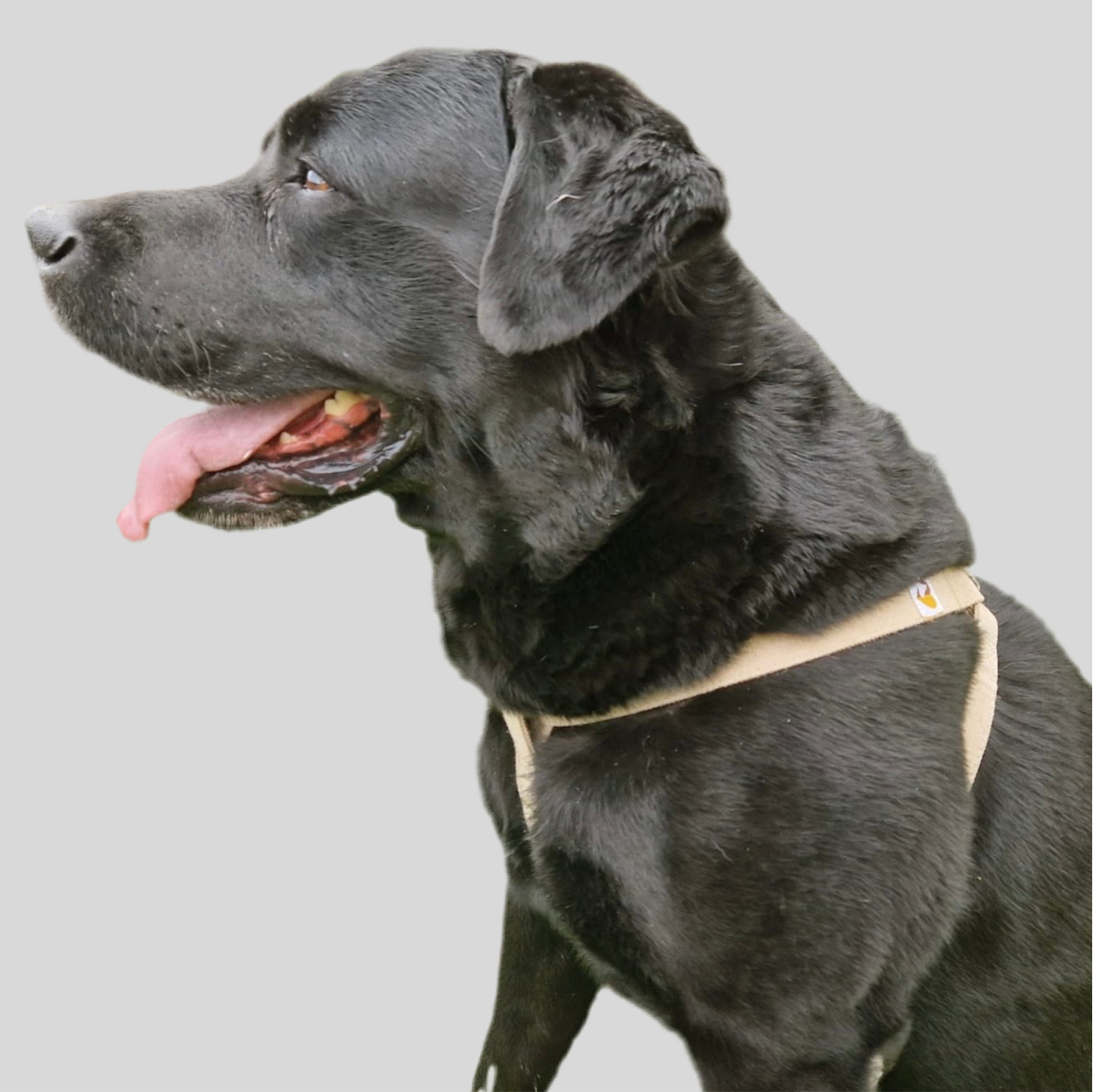 Natural Hemp dog harness - Labrador Retriever, size L