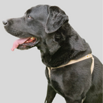 Load image into Gallery viewer, Natural Hemp dog harness - Labrador Retriever, size L
