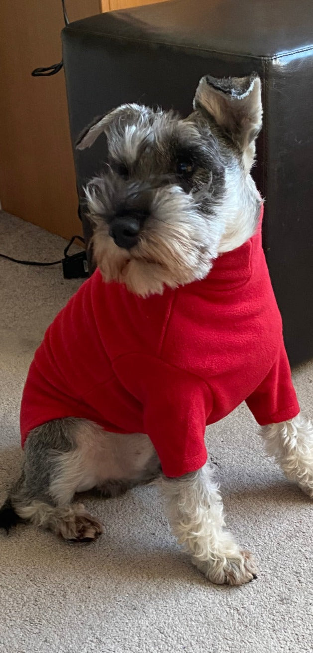 Schnauzer jumper
